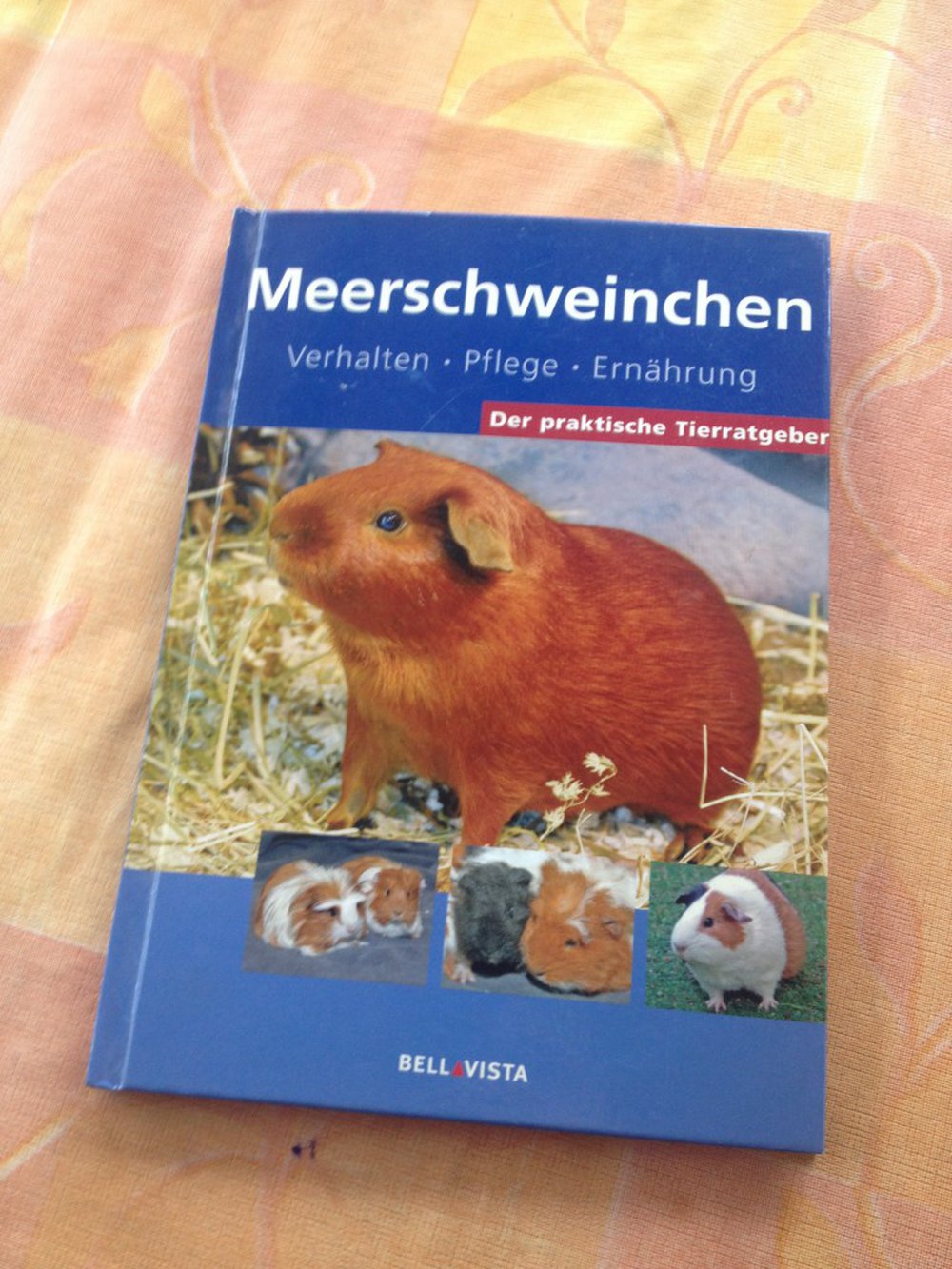 Meerschweinchen: Verhalten, Pflege, Ernährung