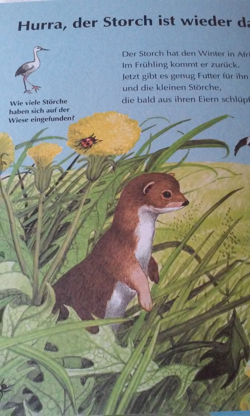 Auf der Wiese und am Teich Schauen! Suchen! Finden!  Sachbuch/Kinderbuch 1-3.Lj.