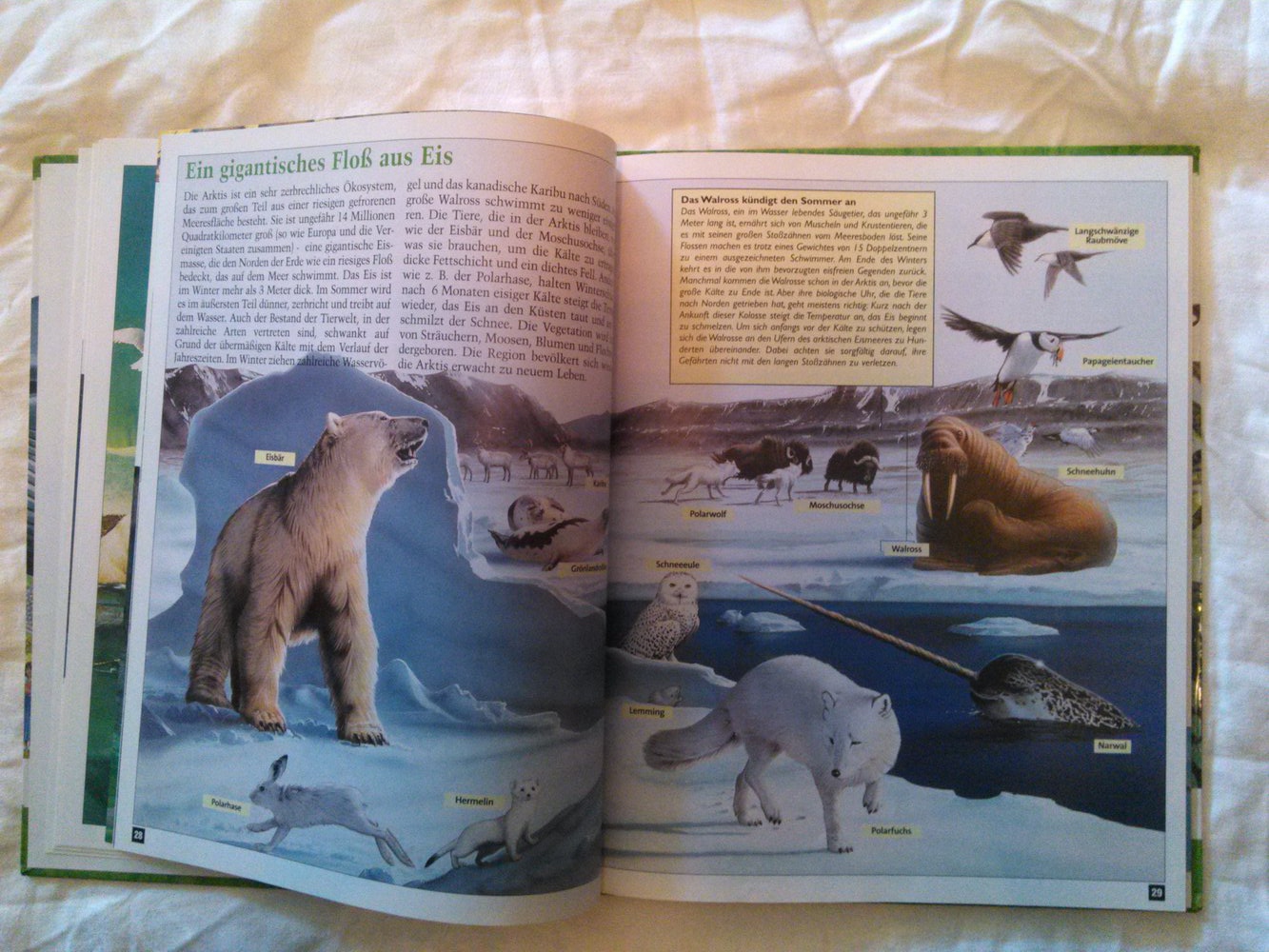 Tolles Wissensbuch ; Wunderbare Tierwelt ( grün ) ; Lingen