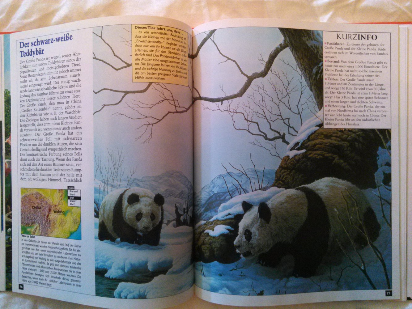 Tolles Wissensbuch ; Wunderbare Tierwelt ; Lingen Kids