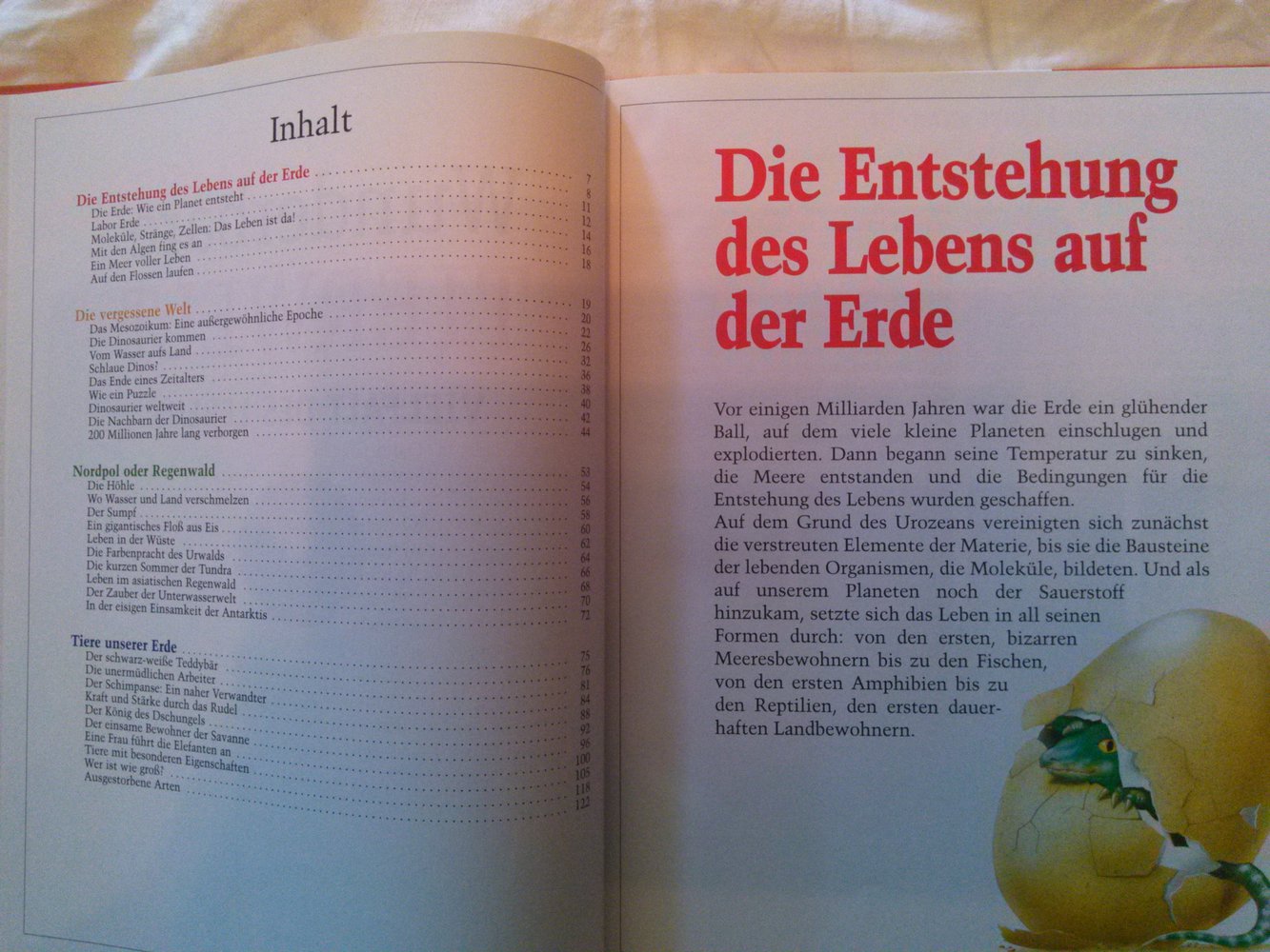 Tolles Wissensbuch ; Wunderbare Tierwelt ; Lingen Kids