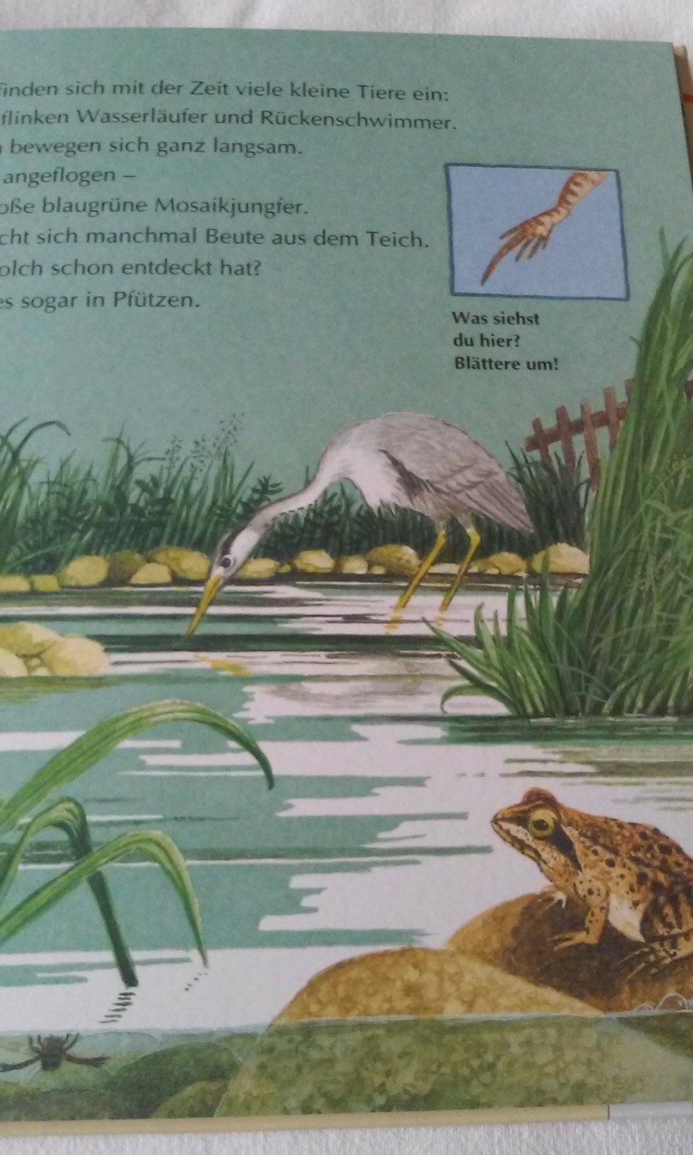 Auf der Wiese und am Teich Schauen! Suchen! Finden!  Sachbuch/Kinderbuch 1-3.Lj.