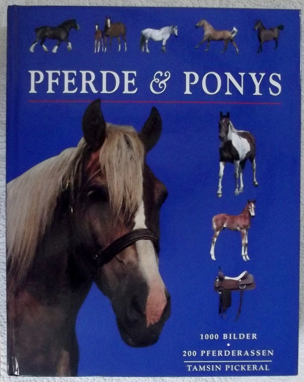 Pferde & Ponys