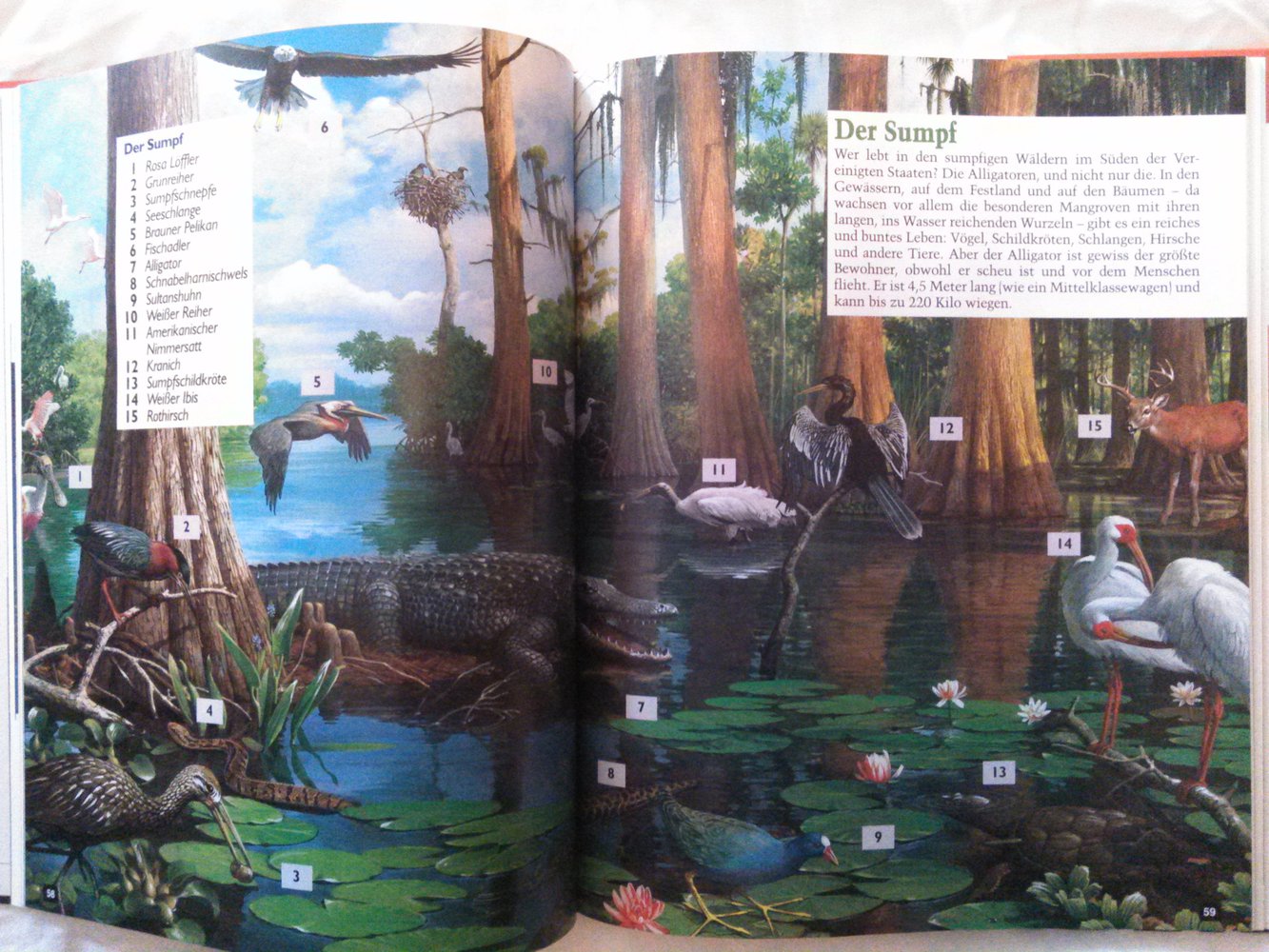 Tolles Wissensbuch ; Wunderbare Tierwelt ; Lingen Kids