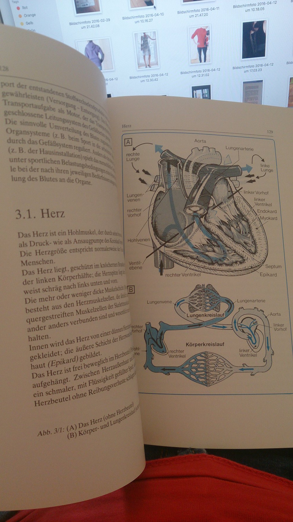 Sportmedizin Peter Markworth Sport Medizin Physiologische Grundlagen 