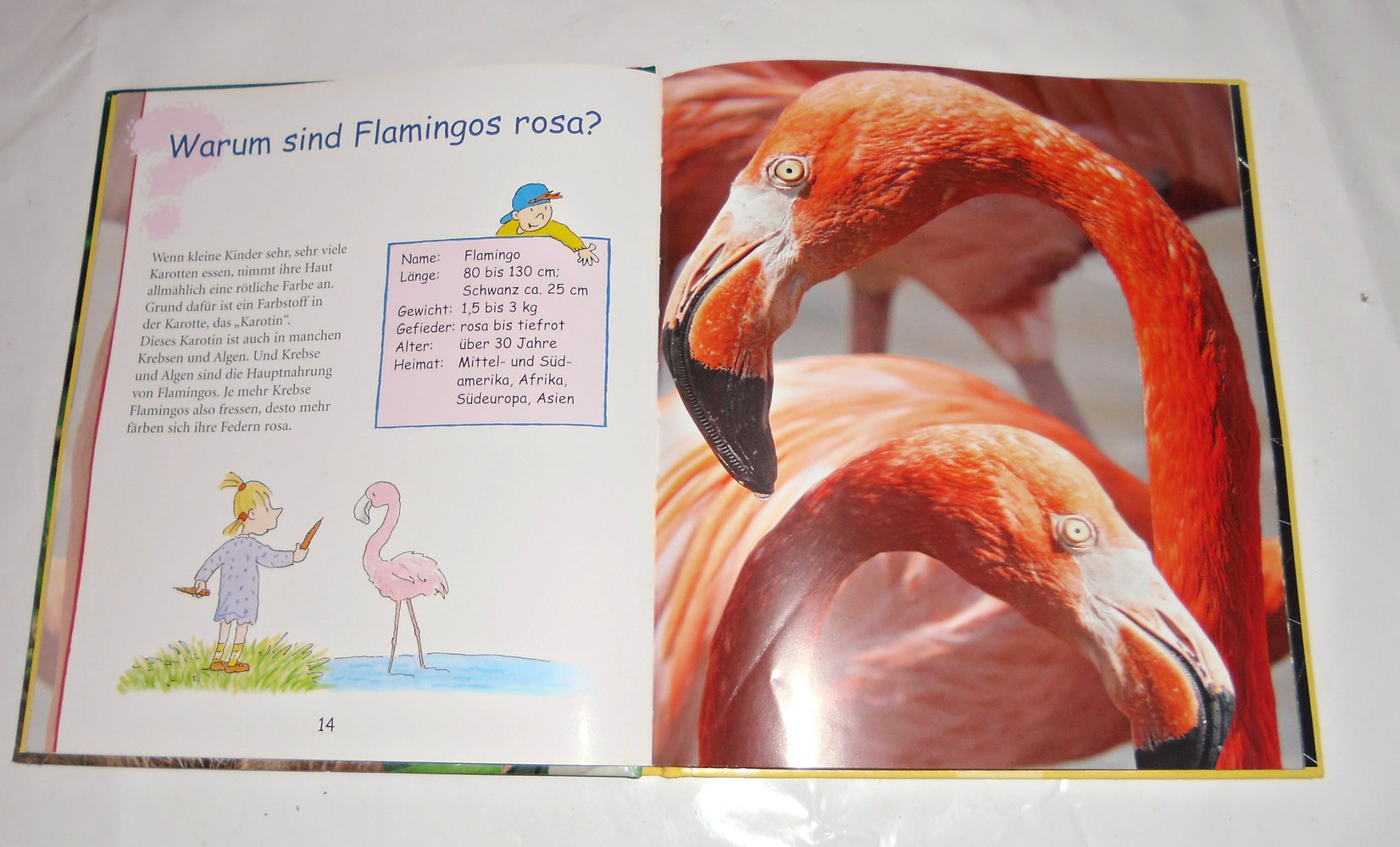 Was Kinder wissen wollen. Was wäscht der Waschbär?