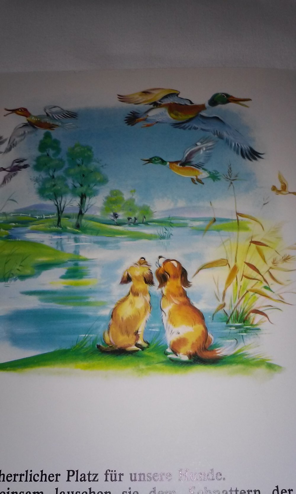 Lumpi am See - Wir entdecken die Natur  Kinderbuch antik Sammlerstück Rarität