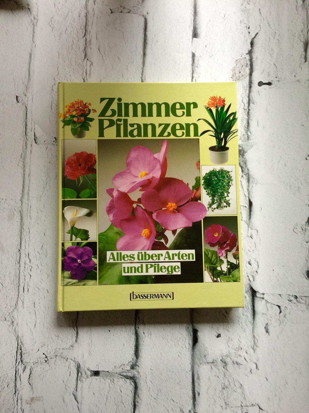Zimmer Pflanzen Alles über Arten und Pflege 