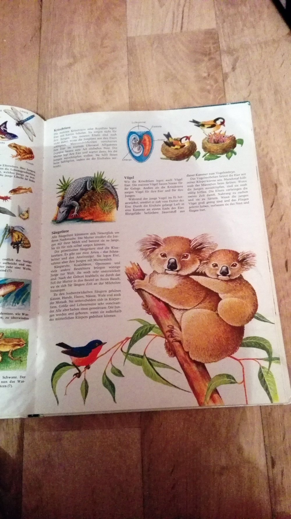 Erstes Sachbuch für Kinder