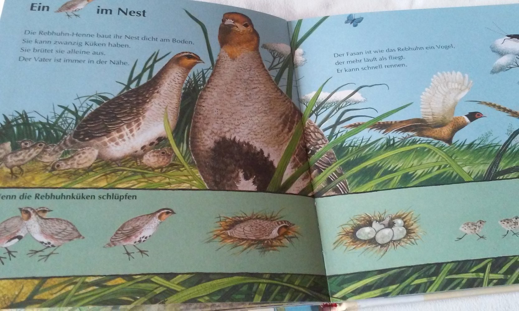 Auf der Wiese und am Teich Schauen! Suchen! Finden!  Sachbuch/Kinderbuch 1-3.Lj.