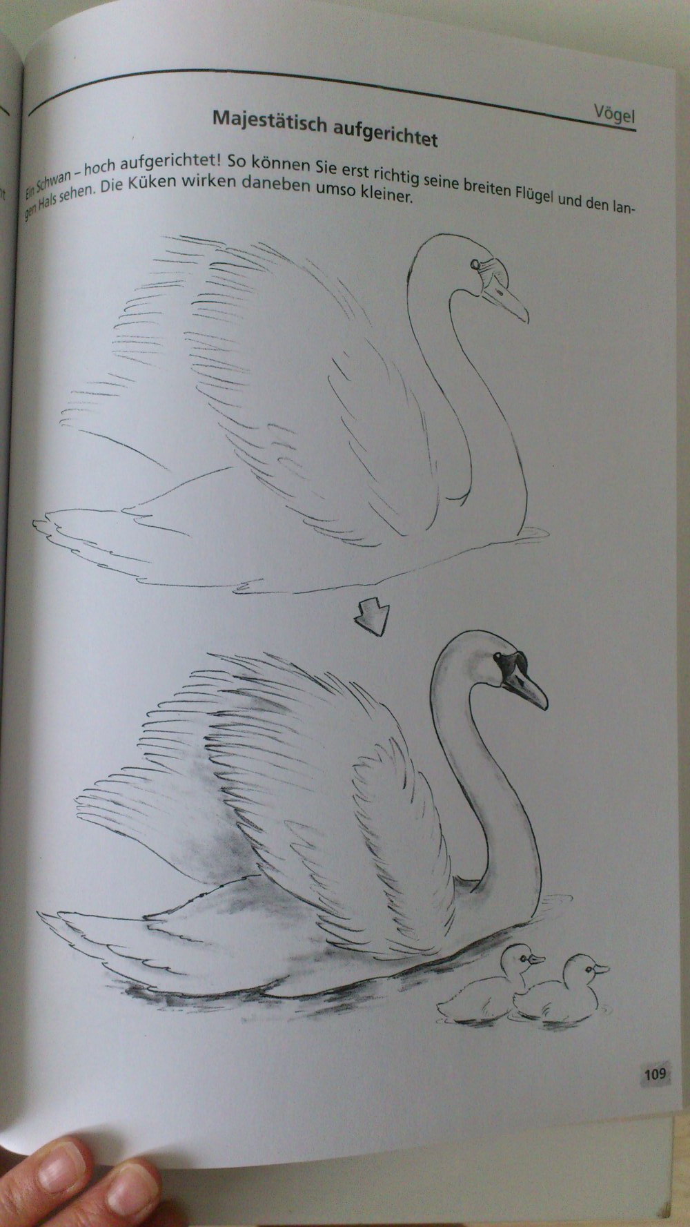 Die grosse Zeichenschule Tiere