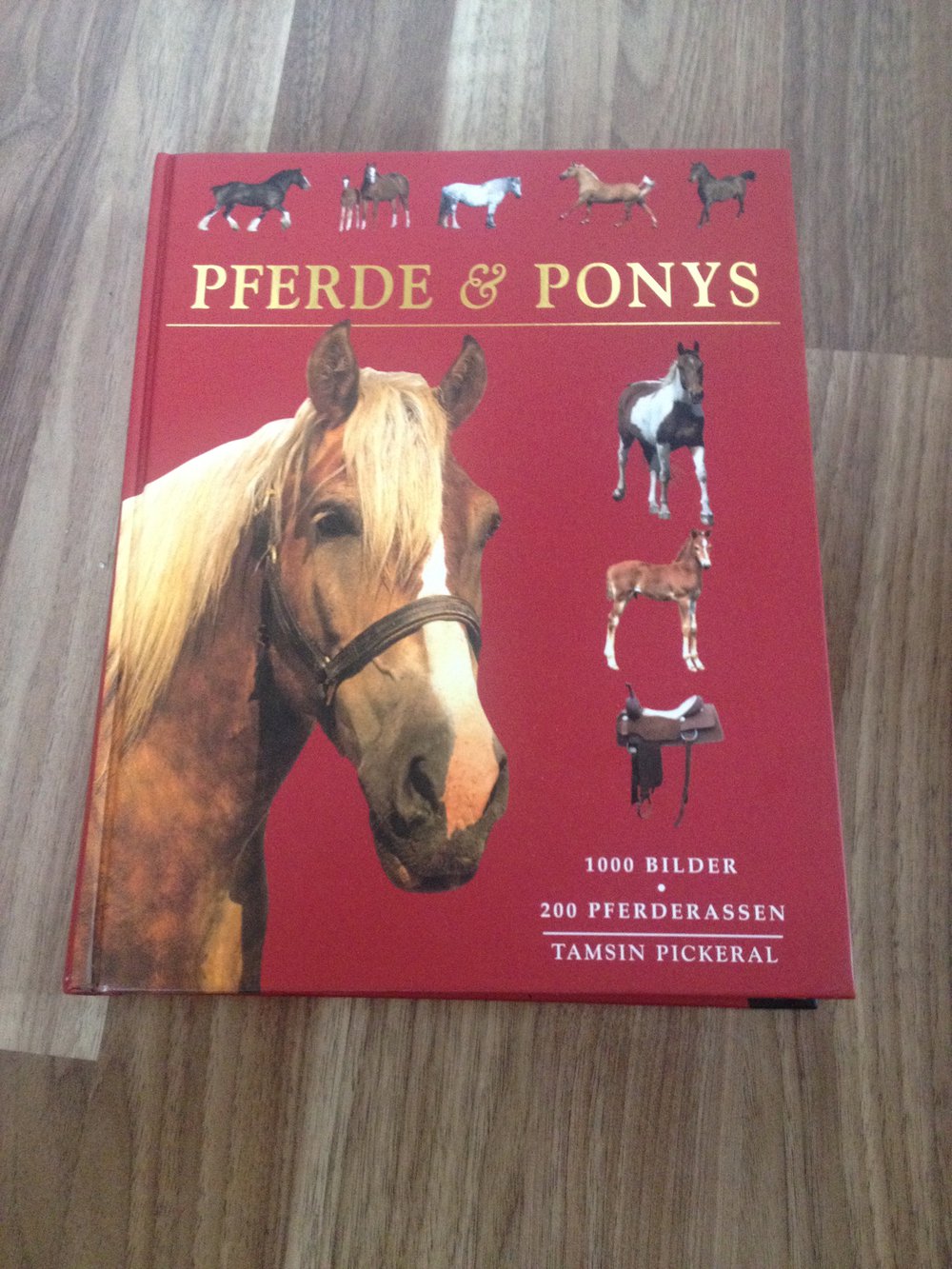 Pferde & Ponys