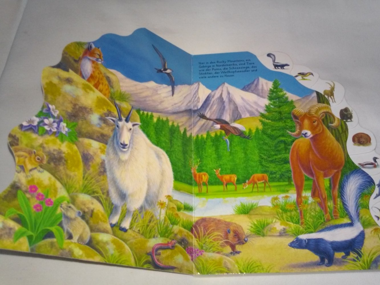 Bob Bampton/Bernhard Thornton: Die Tiere der Erde (Berge und Wasser)