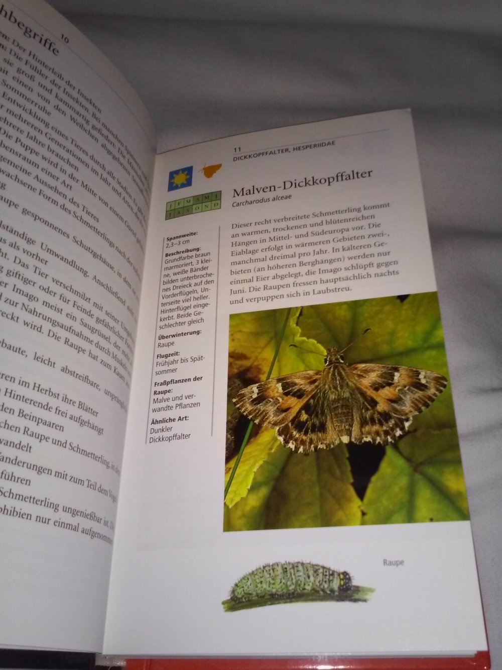 Schmetterlinge und Raupen Europas :über 750 Abbildungen,alle Arten schnell bestimmt