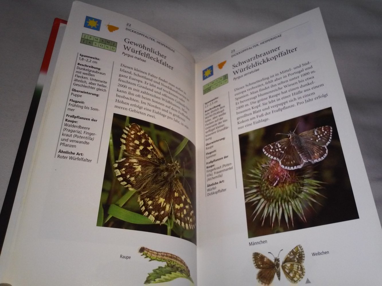 Schmetterlinge und Raupen Europas :über 750 Abbildungen,alle Arten schnell bestimmt