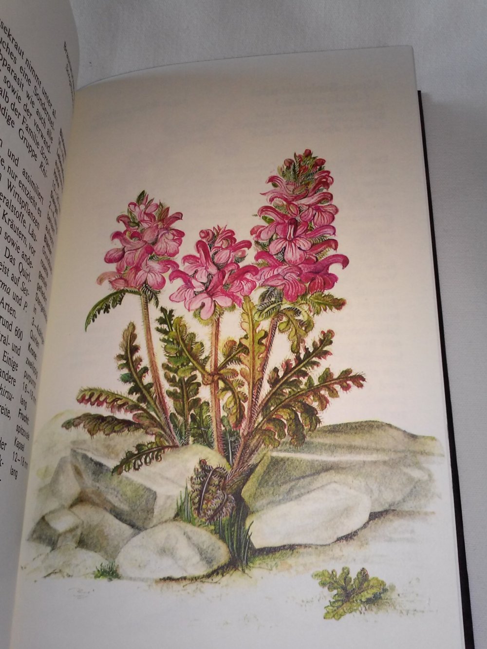  Slavik Bohumil: Alpen -Pflanzen 