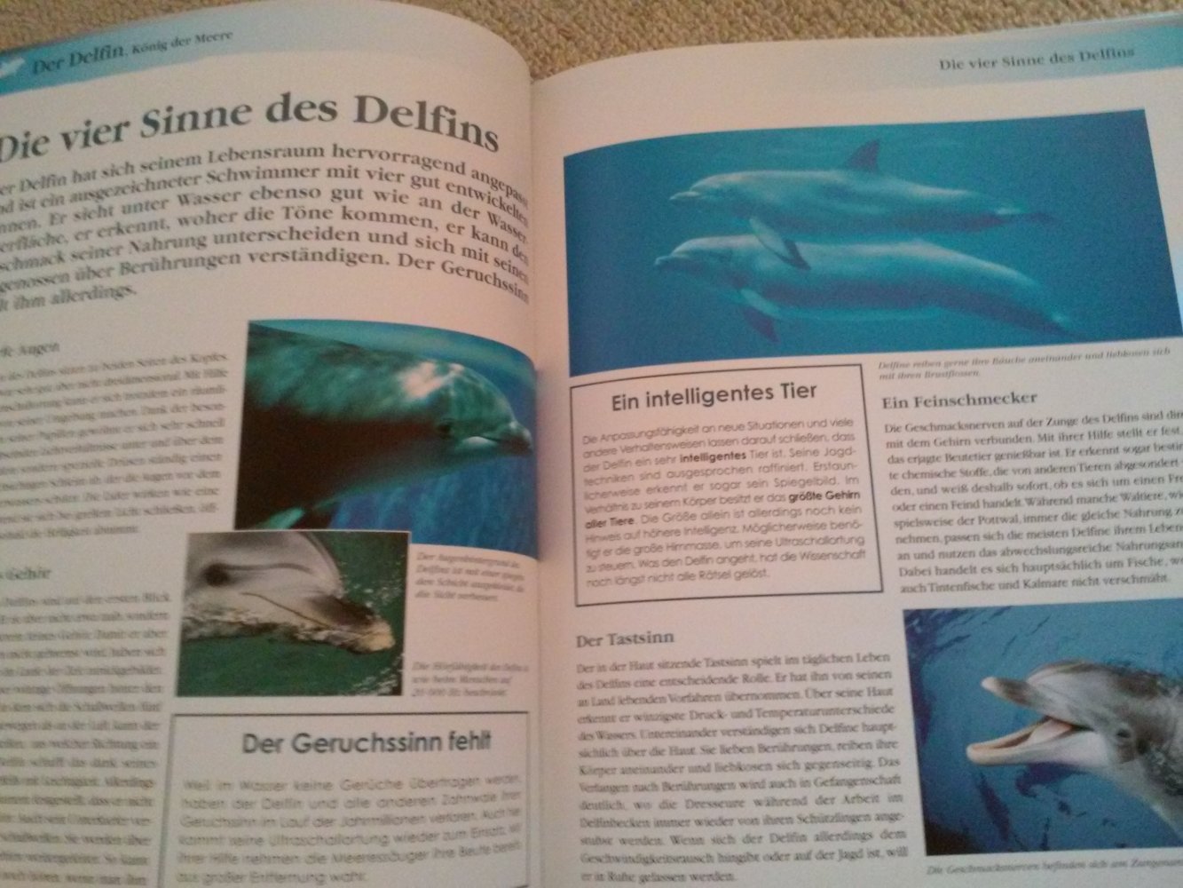 Der Delfin - Ein König Im Ozean inkl.DVD Die letzten Delfine des Mittelmeeres