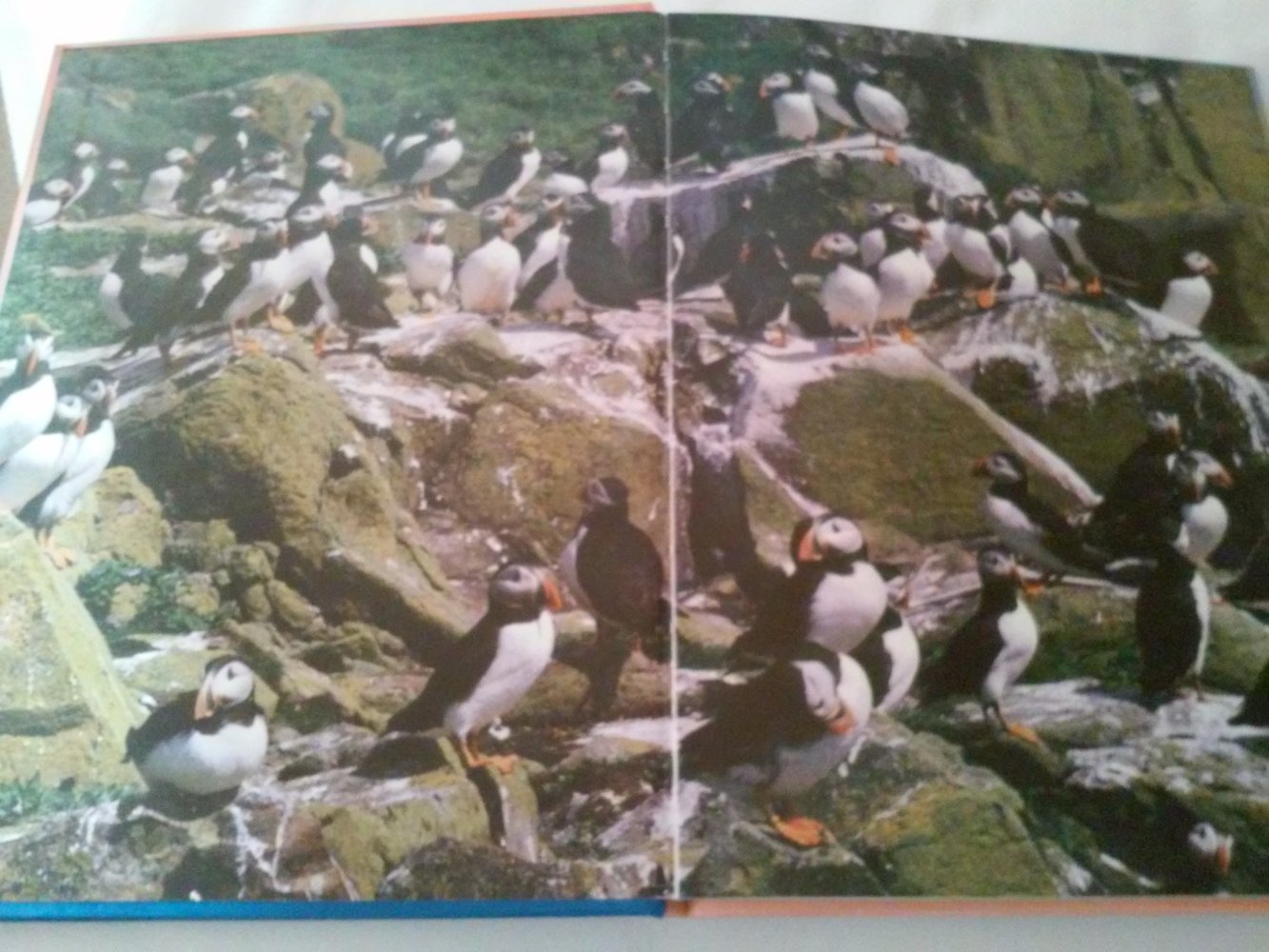 Kristin Marti: Puff, der kleine Papageientaucher