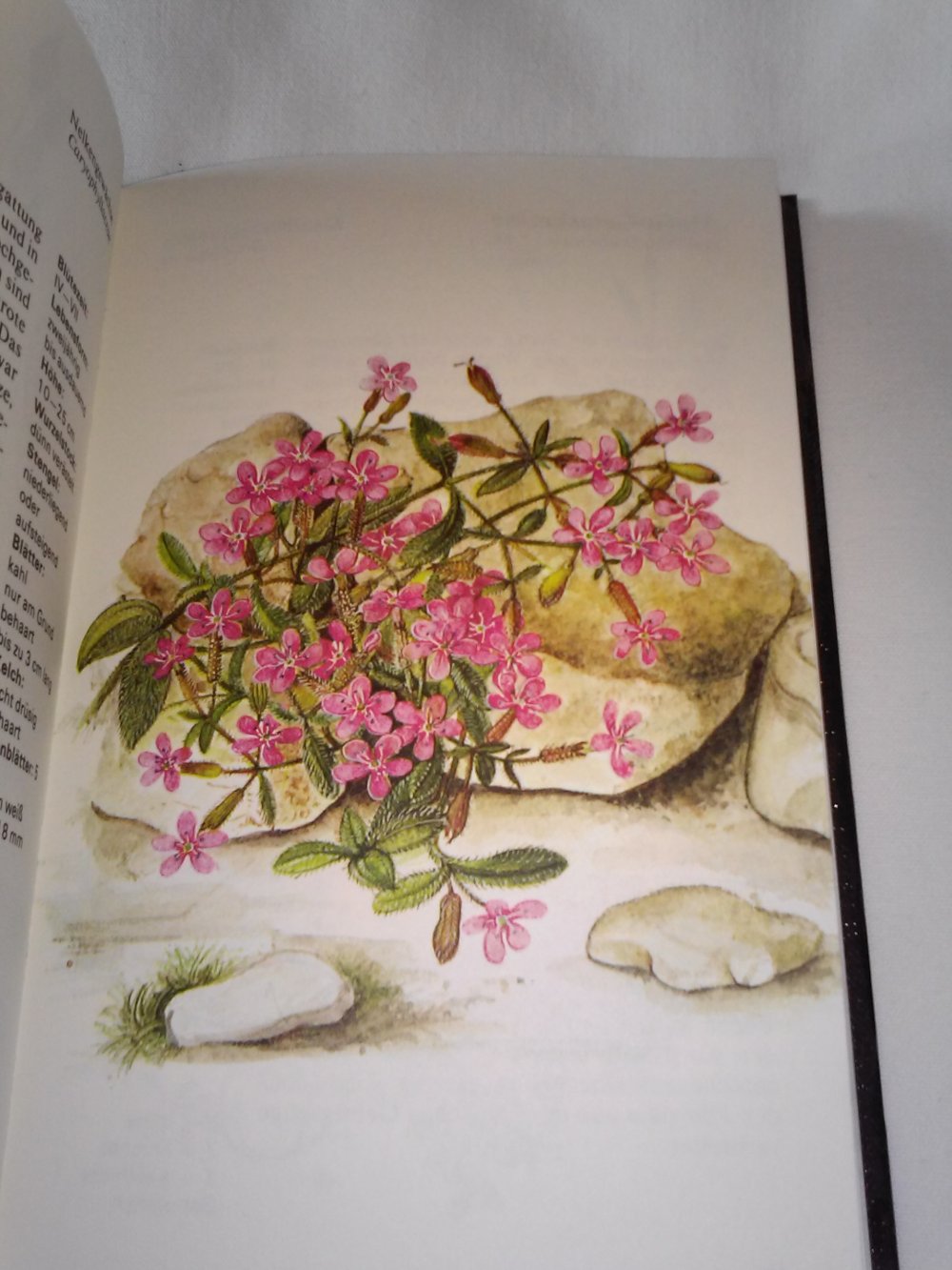  Slavik Bohumil: Alpen -Pflanzen 