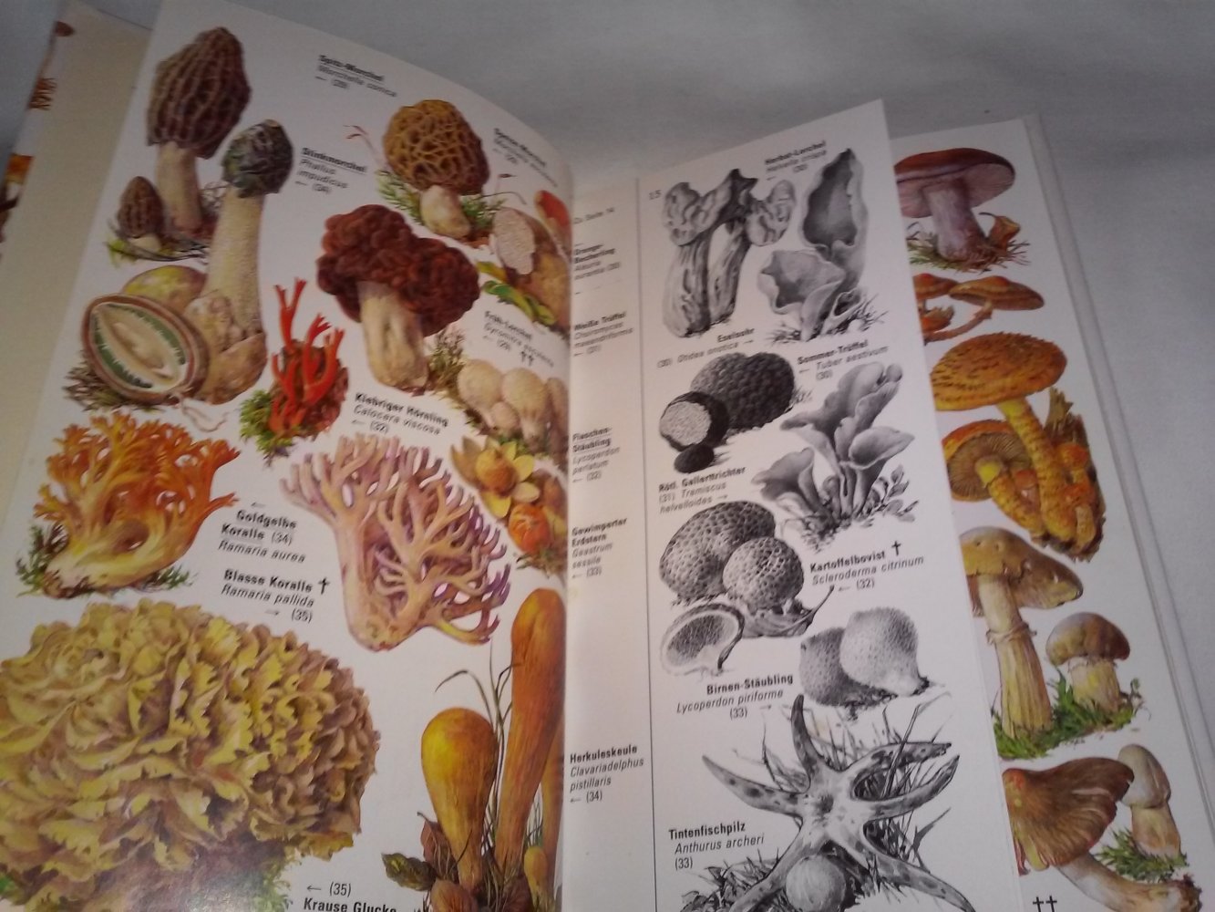 Gottfried Amann: Pilze des Waldes (Flechten, Moose,Farne, Gräser,Kräuter).