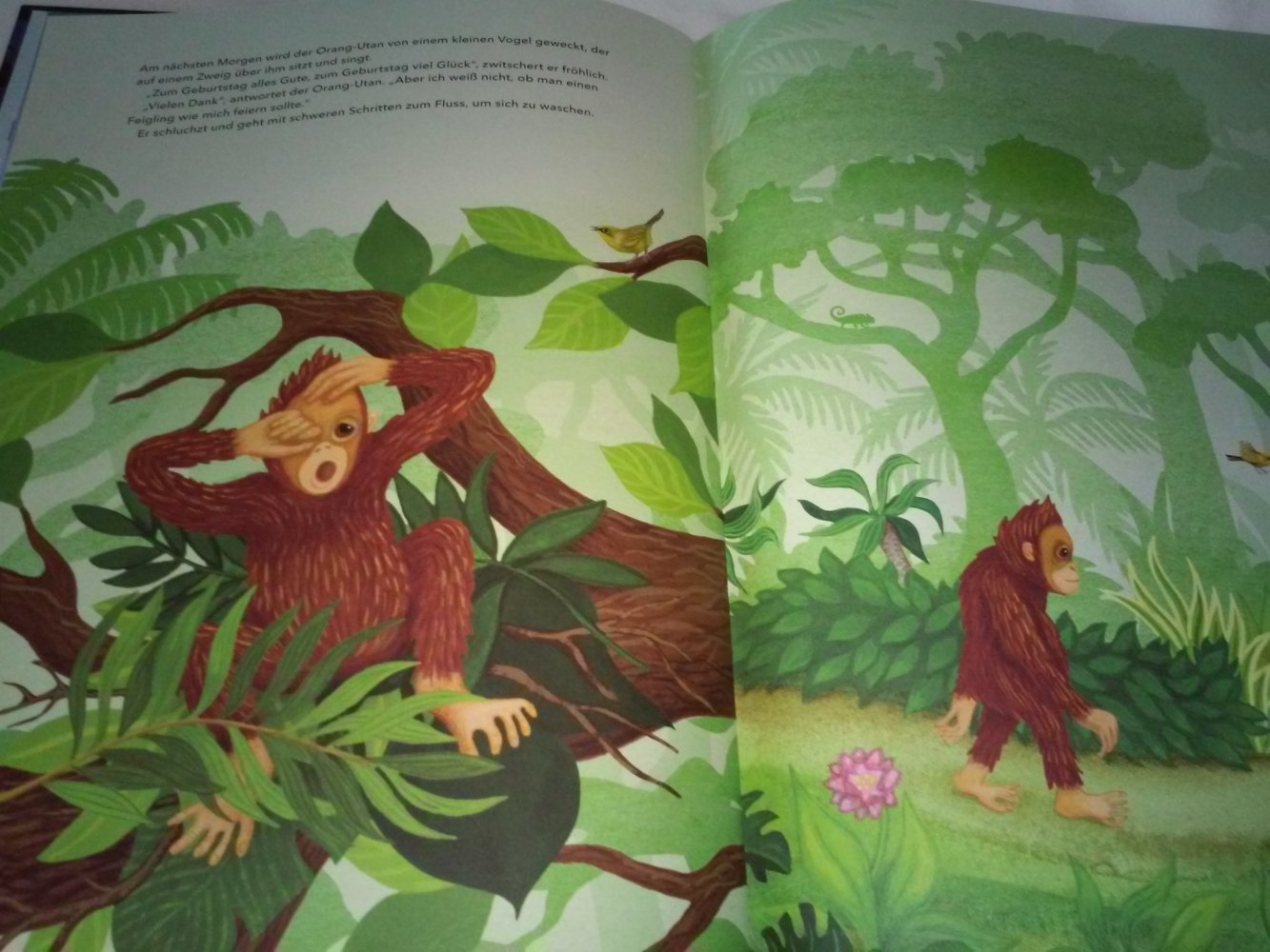 Neu! Sophie Holmqvist: Der Orang-Utan fürchtet sich