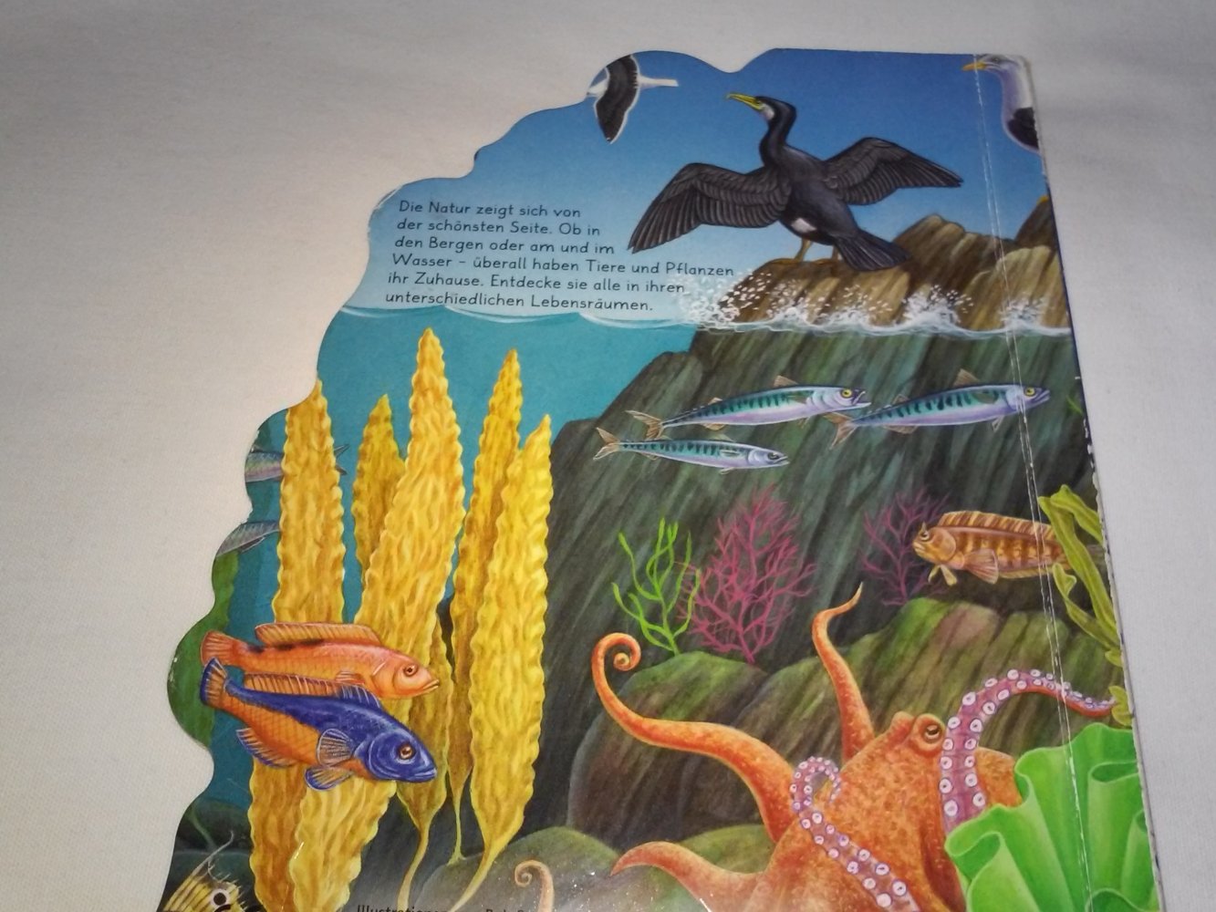 Bob Bampton/Bernhard Thornton: Die Tiere der Erde (Berge und Wasser)