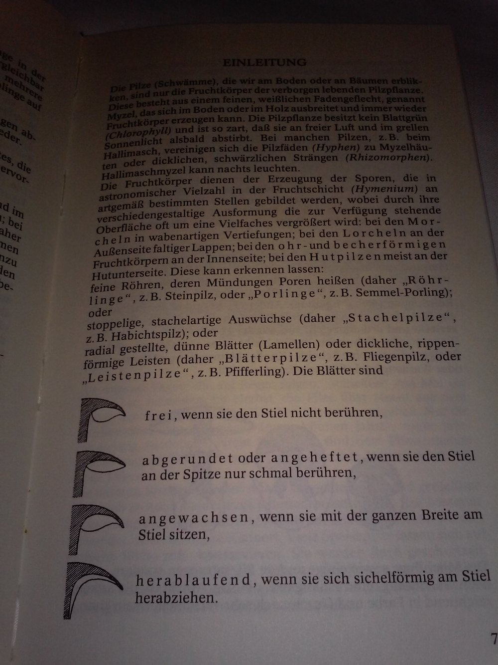 Gottfried Amann: Pilze des Waldes (Flechten, Moose,Farne, Gräser,Kräuter).
