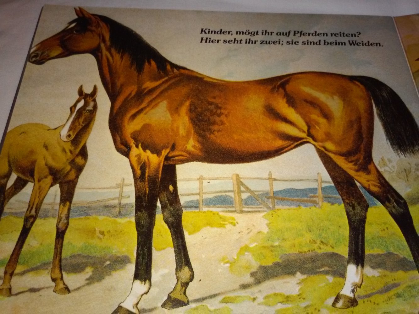 Im Hof und auf der Weide altes Kinderbucch Tierbuch 1988