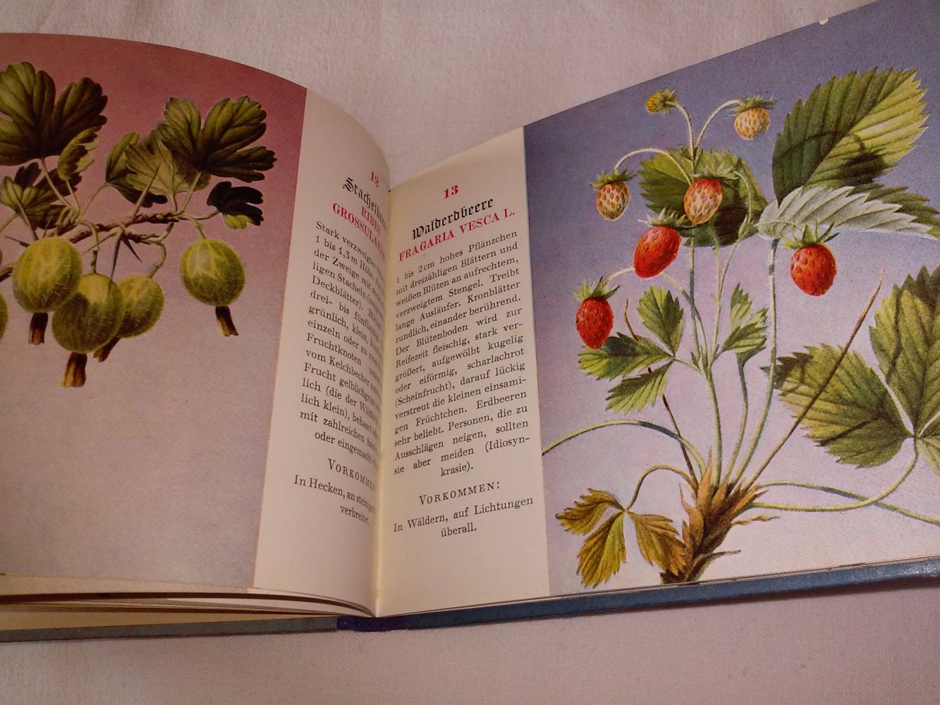  Walter Rytz: Beerenfibel  1.Alg.1951