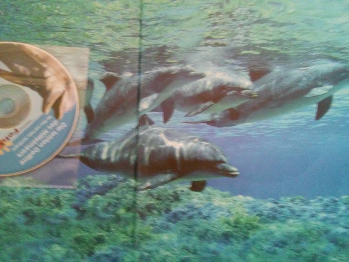 Der Delfin - Ein König Im Ozean inkl.DVD Die letzten Delfine des Mittelmeeres