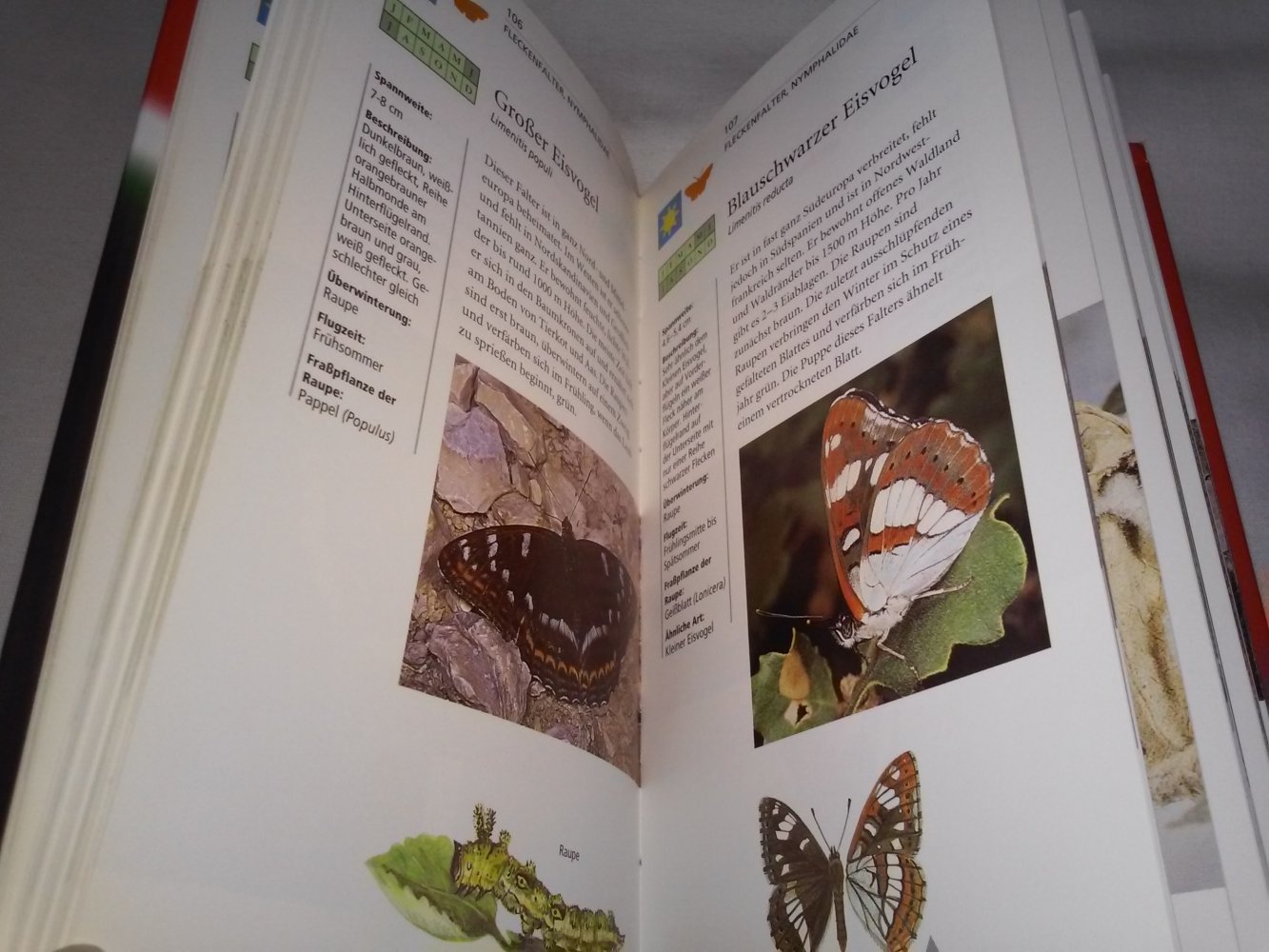 Schmetterlinge und Raupen Europas :über 750 Abbildungen,alle Arten schnell bestimmt