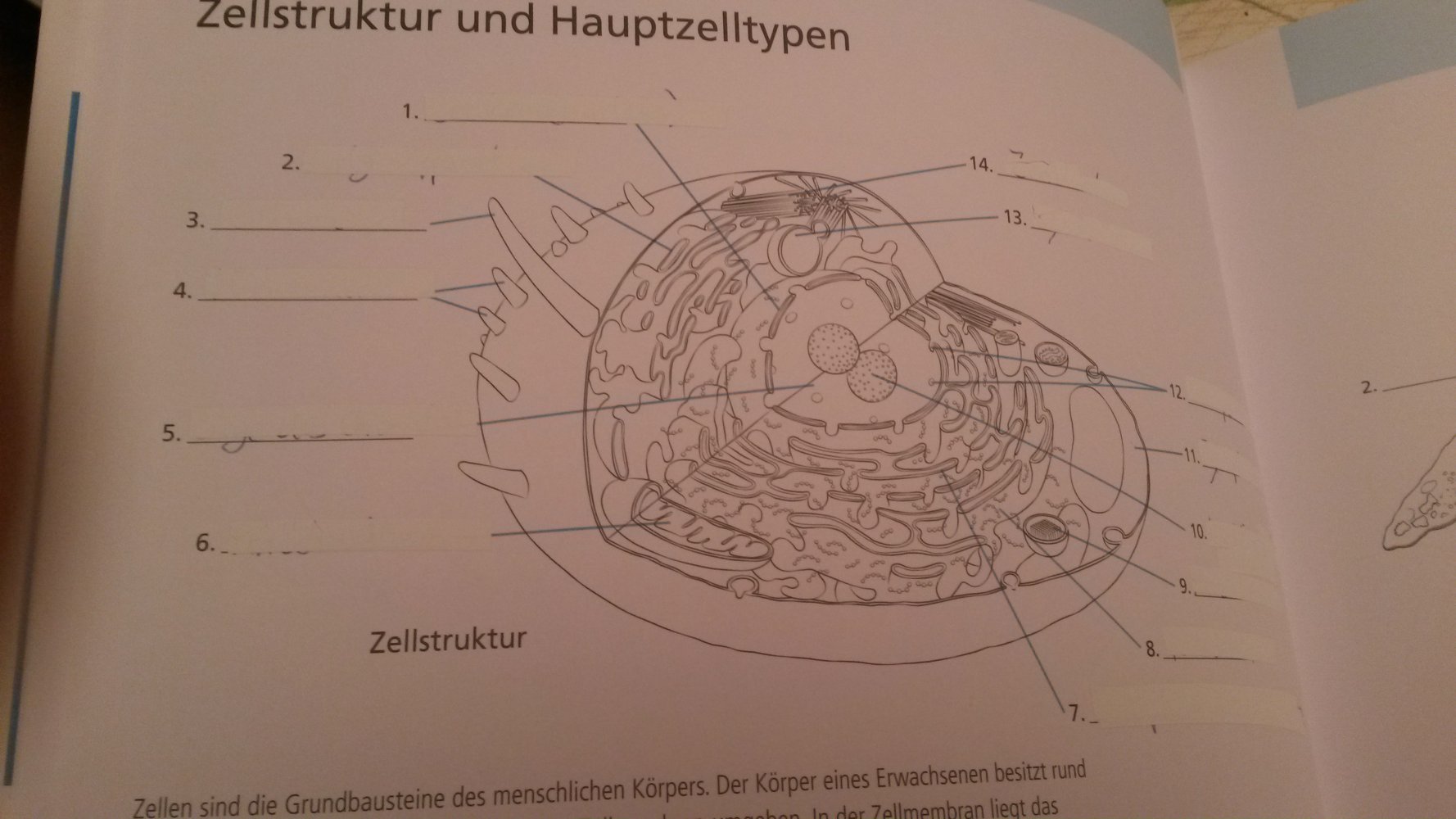 Das Lehrbuch der Anatomie