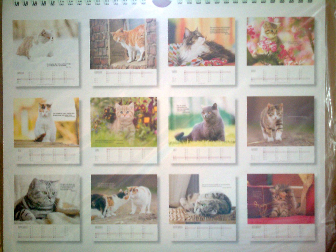 Der Katzen Kalender für an die Wand