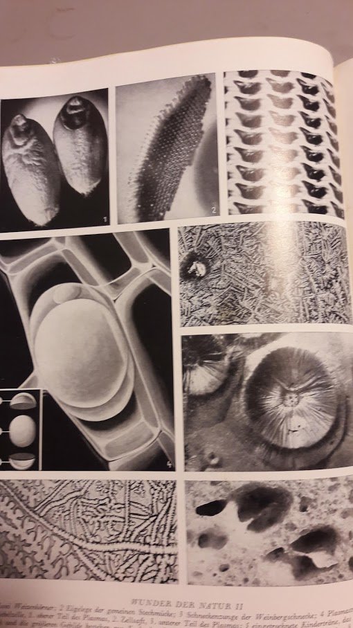 Lexikon Die Welt von A bis Z. 6 Auflage, Ausgabe 1952,Bilder & Karten