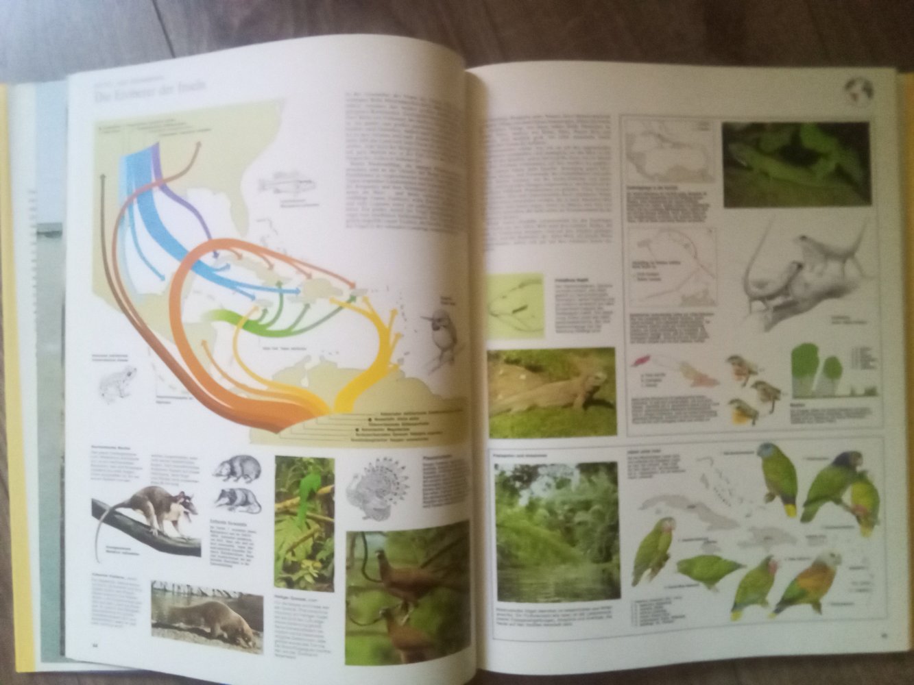 großer Atlas des Tierlebens die faszinierende Tierwelt in ihrer ganzen Vielfalt 