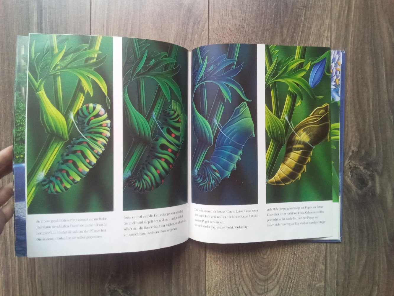 Das Raupenabenteuer Irmgard Lucht Ravensburger