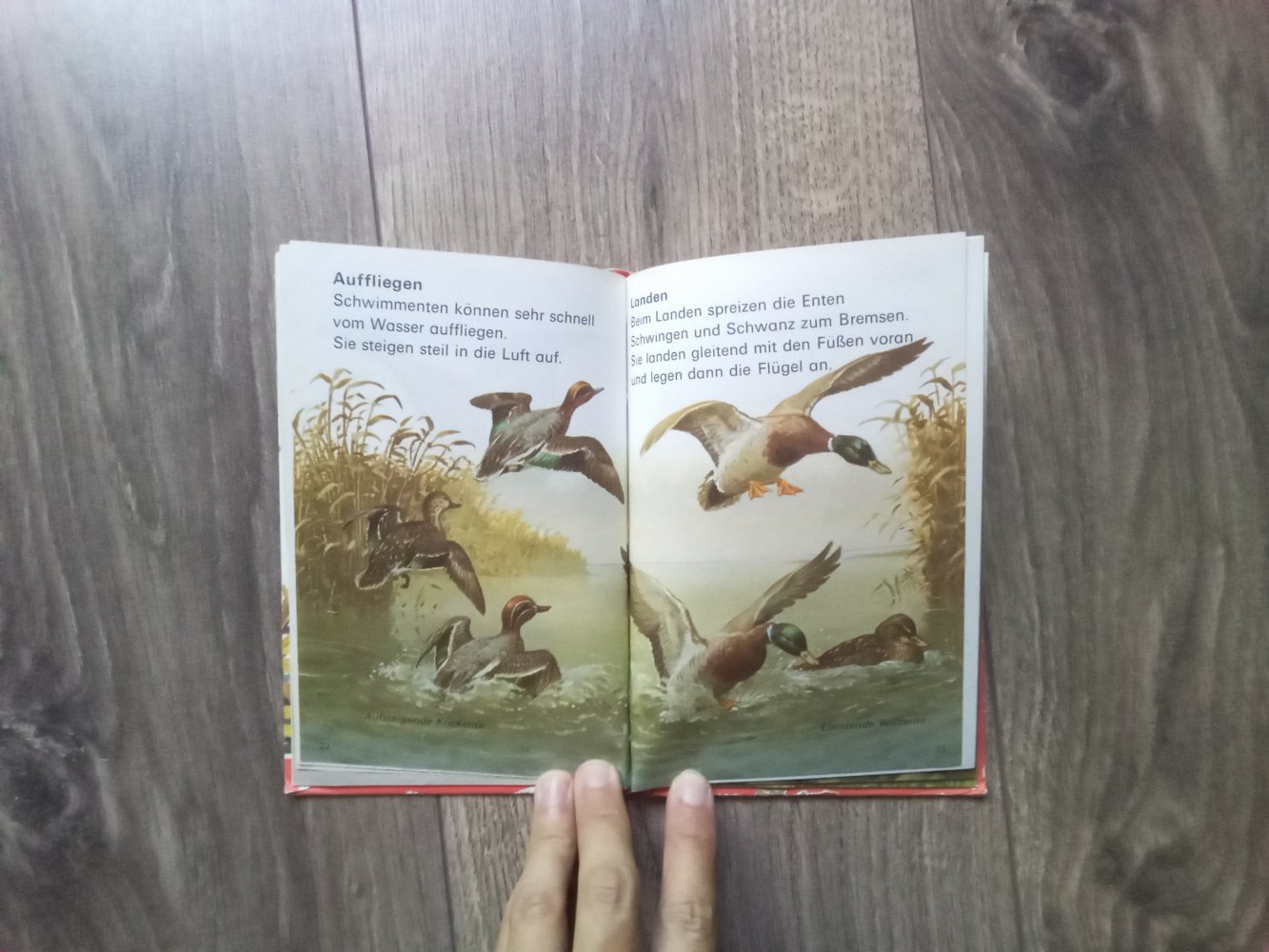 Enten und Schwäne Sachbuch Bd 2 Lesen leben lernen wissen