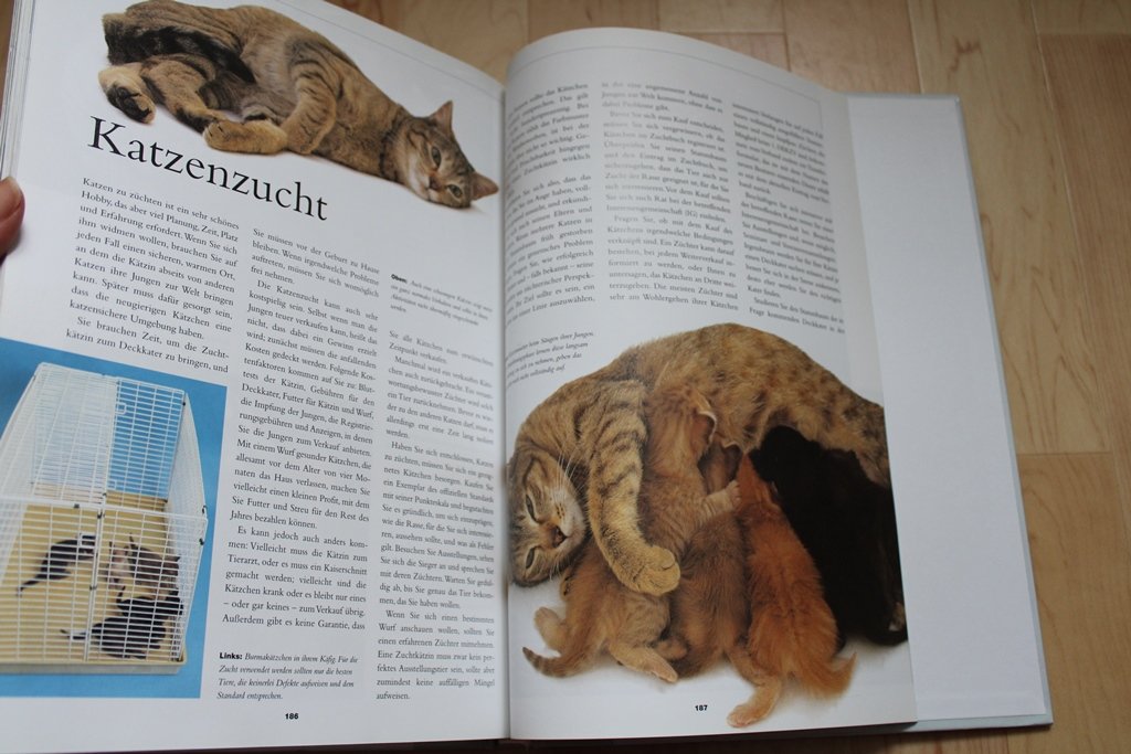 Knaurs Katzenbuch. Claire Bessant.