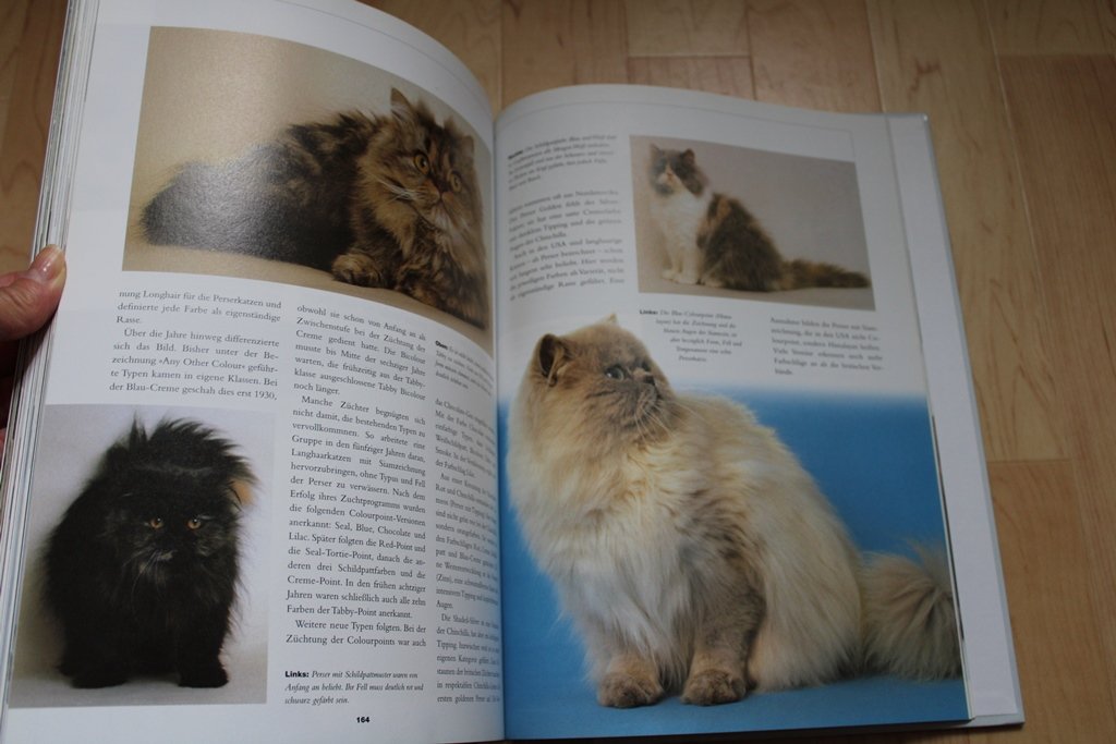 Knaurs Katzenbuch. Claire Bessant.