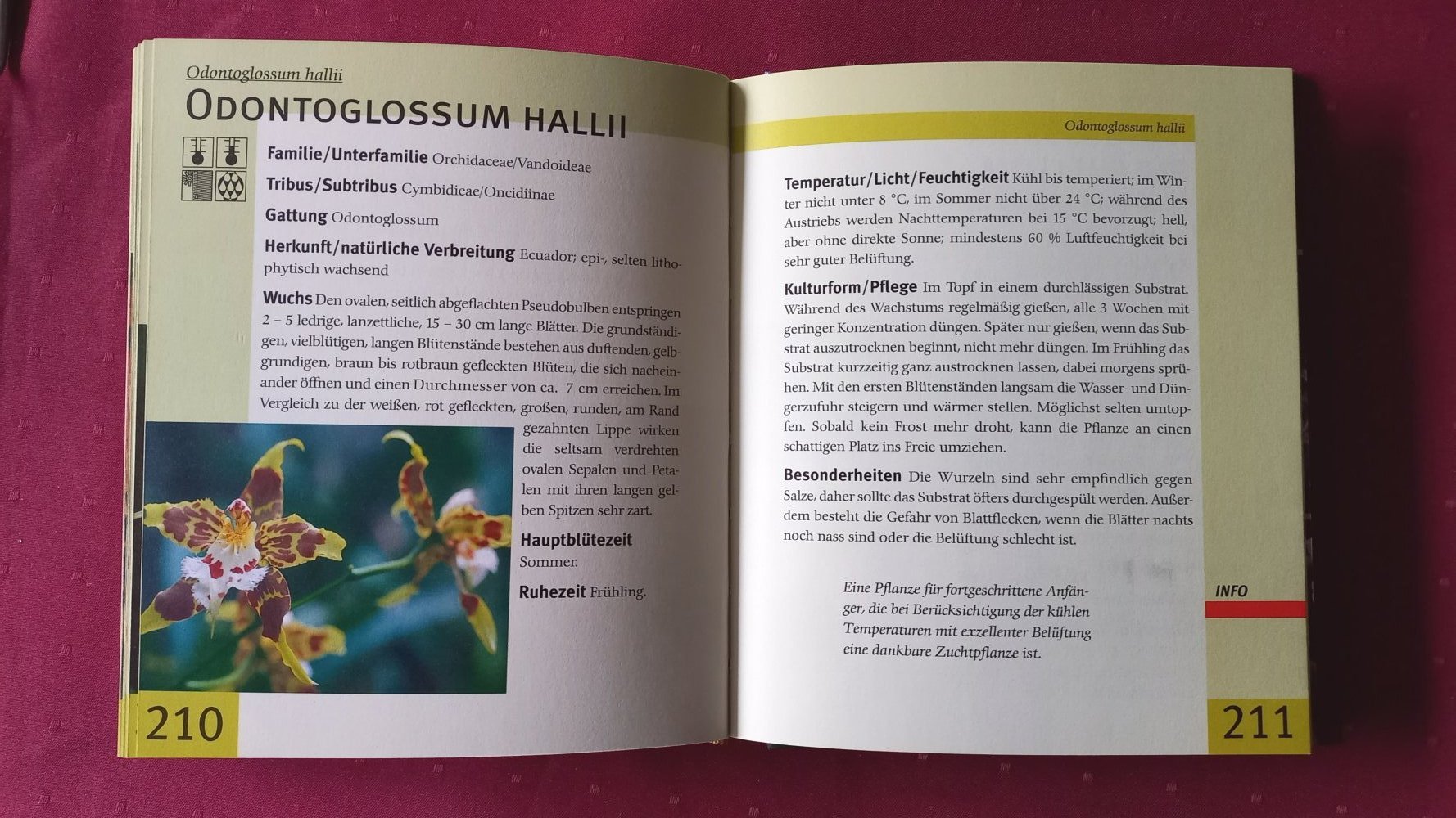 Lexikon der Orchideen