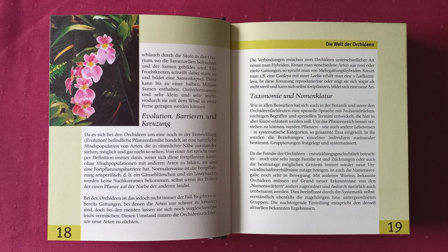 Lexikon der Orchideen