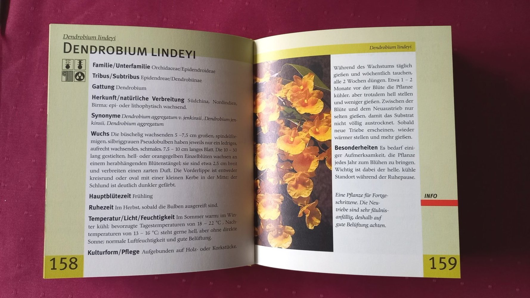 Lexikon der Orchideen