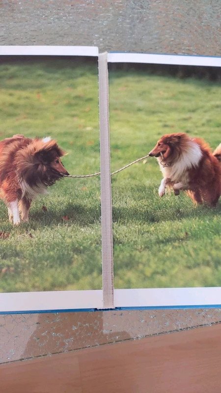 Hunde Freunde fürs Leben