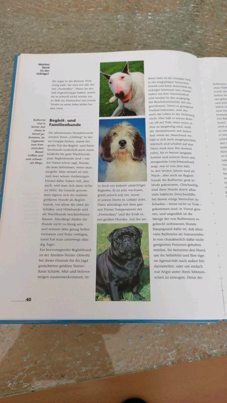 Hunde Freunde fürs Leben