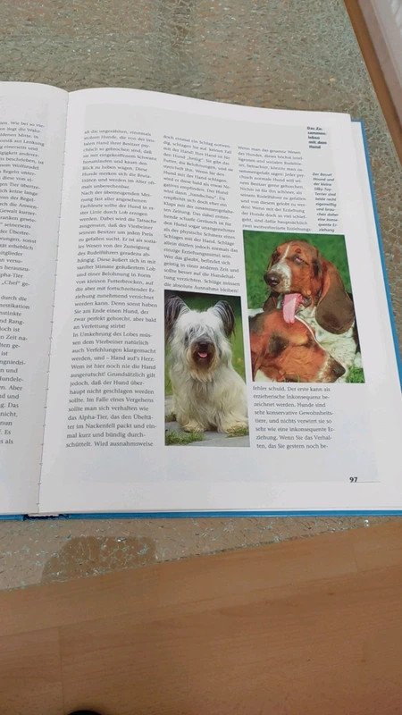 Hunde Freunde fürs Leben