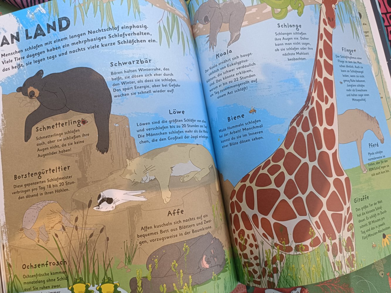 Buch Alles übers Schlafen,Vicky Woodgate, träumen, Tiere, Menschen, pflanzen, Sachbuch, Kinderbuch