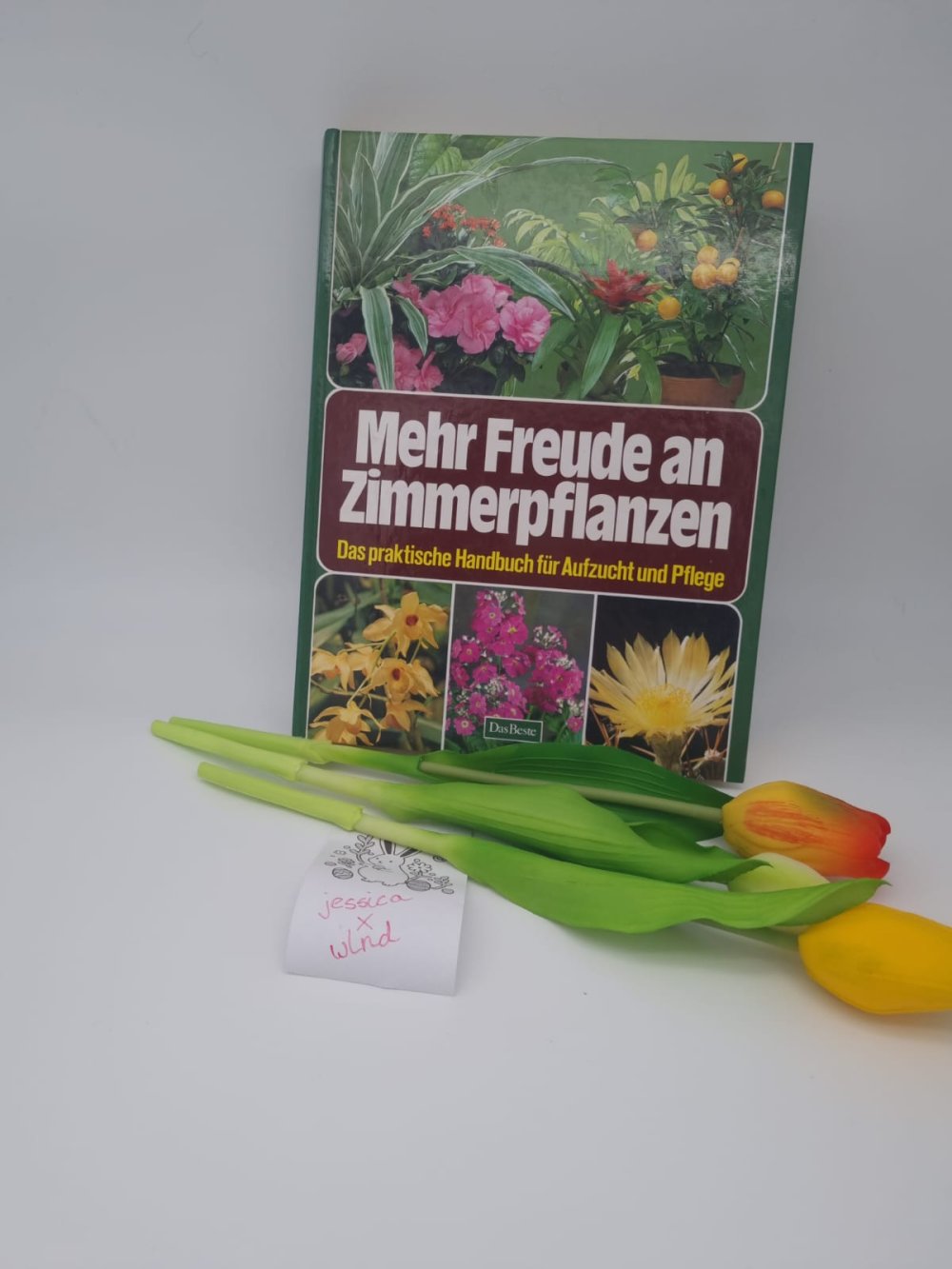 Mehr Freude an Zimmerpflanzen