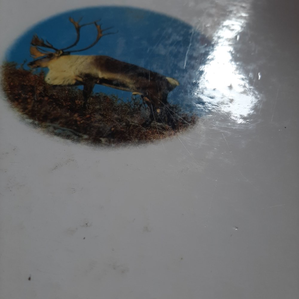 Kinder entdecken... Tiere in der Natur 