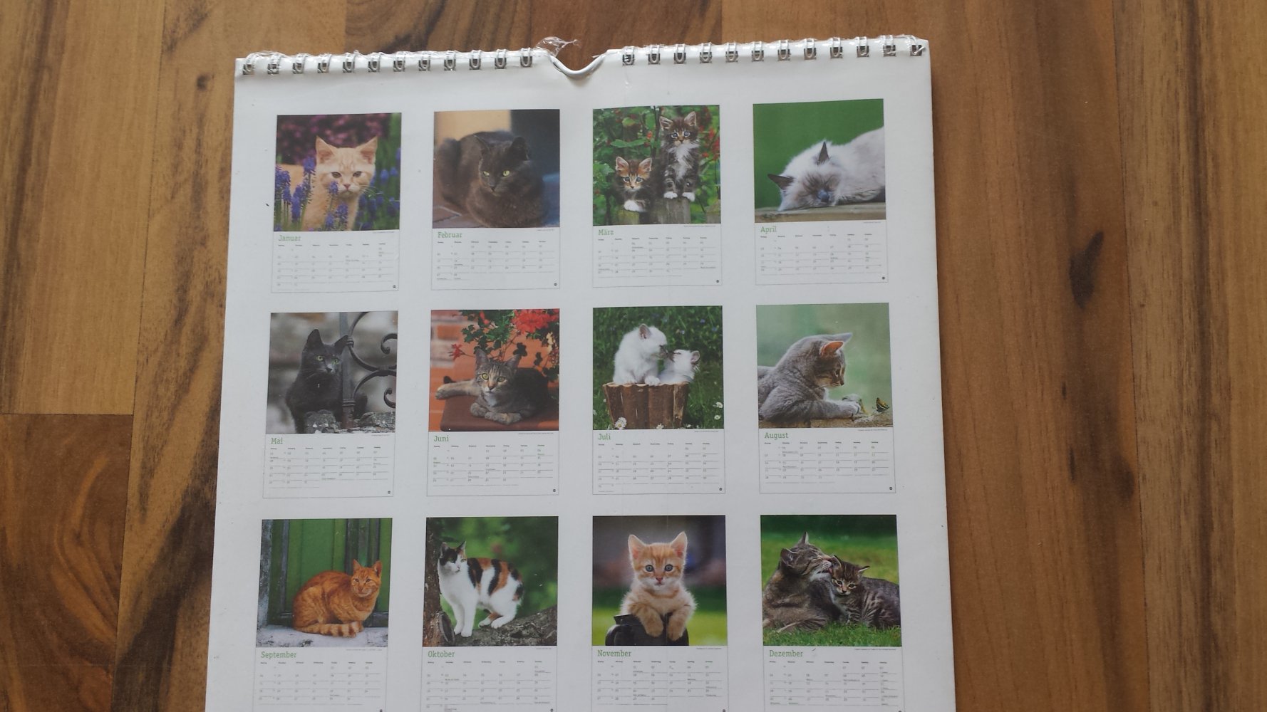 Katzen Kalender Wandkalender