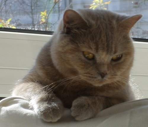 Kathinka_in_Frankfurt